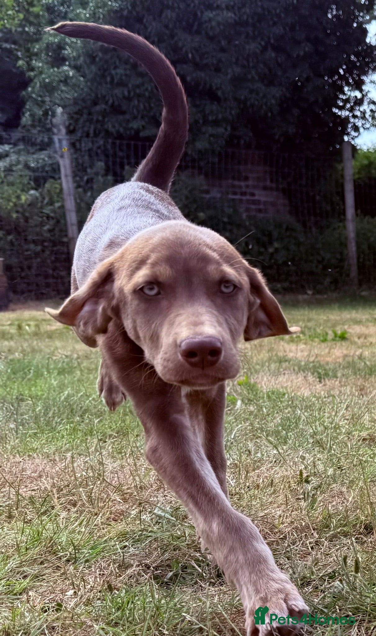 Mixed Breed dogs  🏡 LAST 2  Weimaraner X Husky Shepherd  - Advert 1
