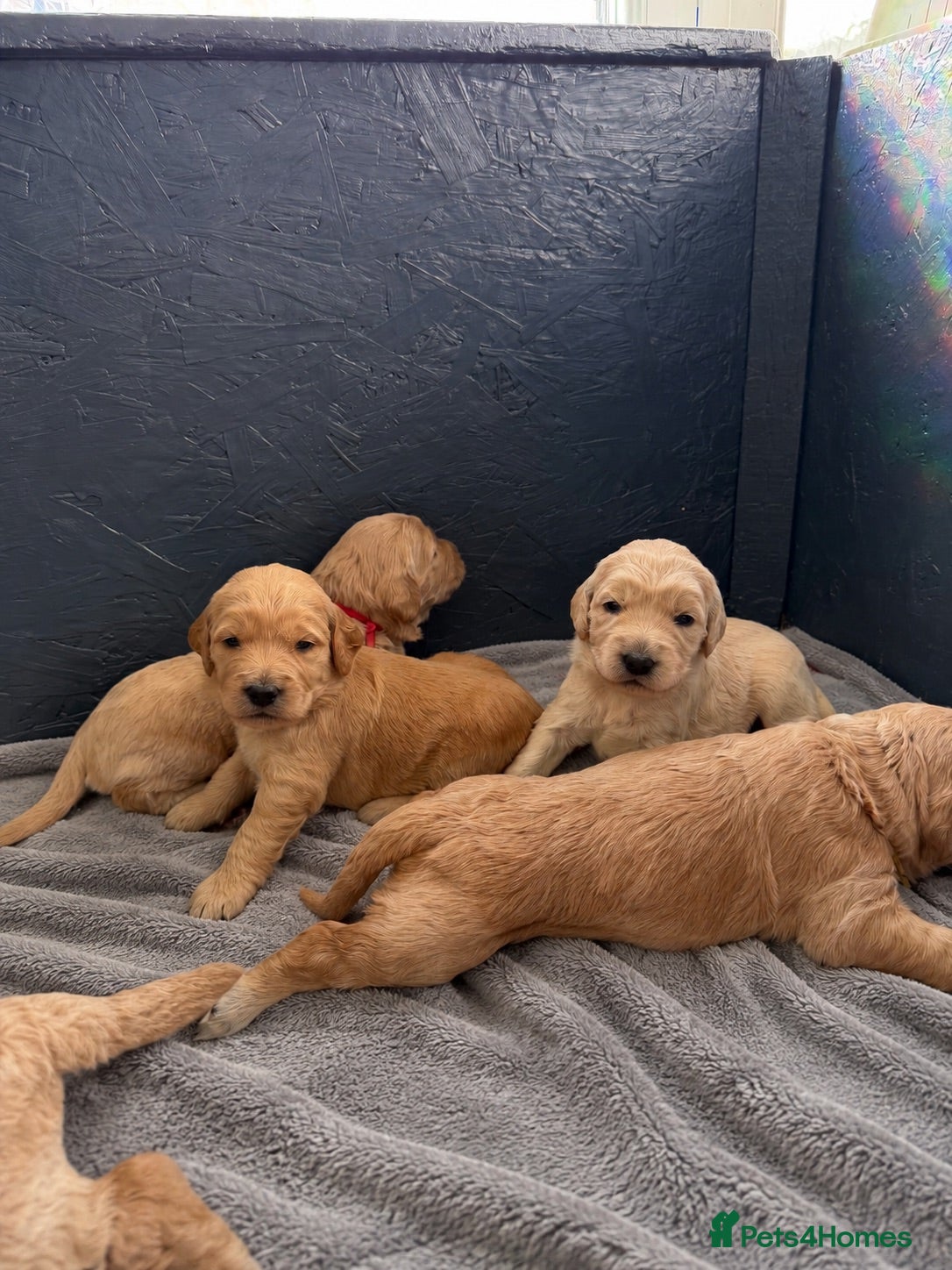 Goldendoodle dogs Beautiful Goldendoodle Puppies Available  - Advert 16