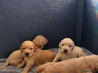 Goldendoodle dogs Beautiful Goldendoodle Puppies Available - Advert 18