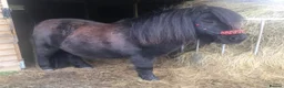 Shetland pony horses for sale: Pair of Shetland ponies - Advert 6