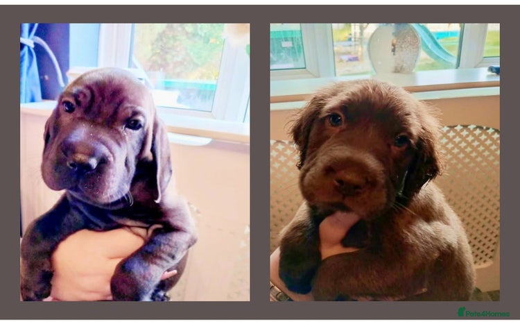 Mixed Breed dogs - Advert 5