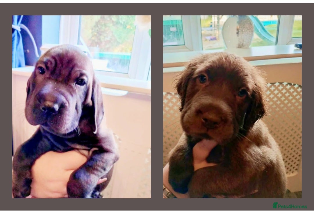 Mixed Breed dogs for sale: Final 2  puppies sharpei x show cocker   - Image 16