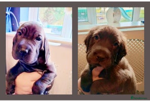 Mixed Breed dogs - Advert 7