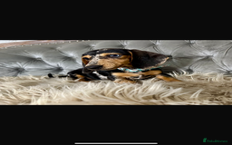 Miniature Dachshund dogs for sale: Miniature dachshund puppies   - Image 2
