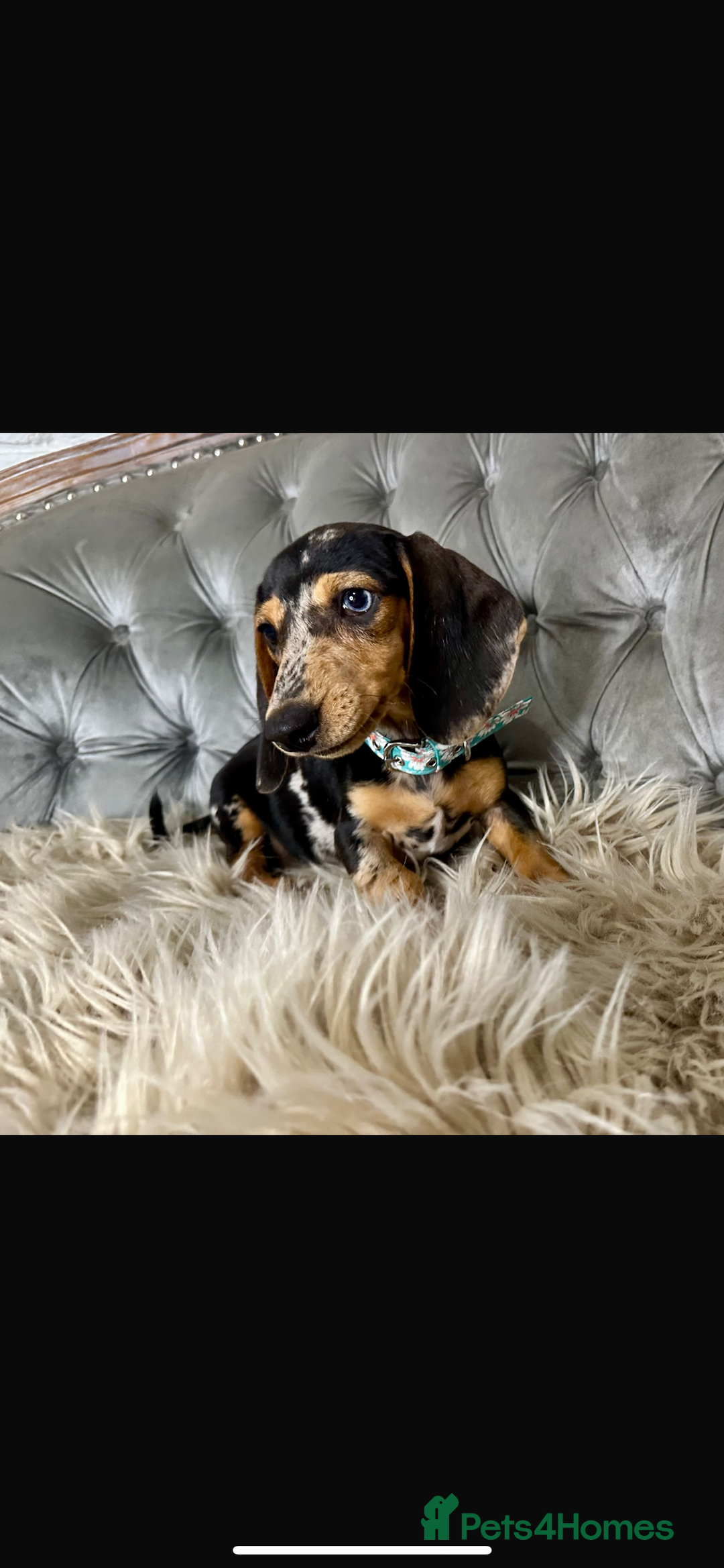Miniature Dachshund dogs for sale: Miniature dachshund puppies   - Image 2