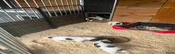 English Springer Spaniel dogs for sale: KC Springer Spaniel Pups - Advert 14