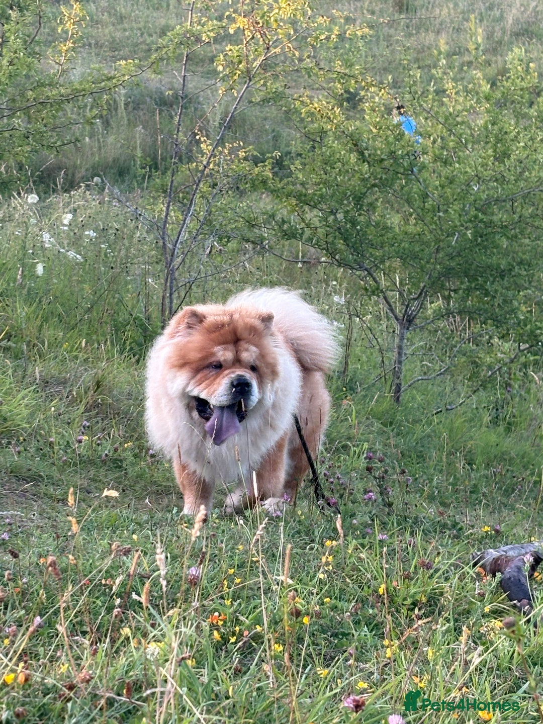 Chow Chow dogs for stud: 🐾 Simba – The Ultimate Cinnamon Teddy Bear! 🏆 - Image 4
