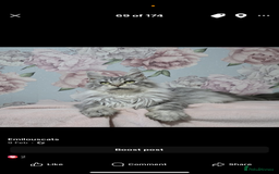 Maine Coon cats for sale: Rare opportunity imported stud  - Image 3