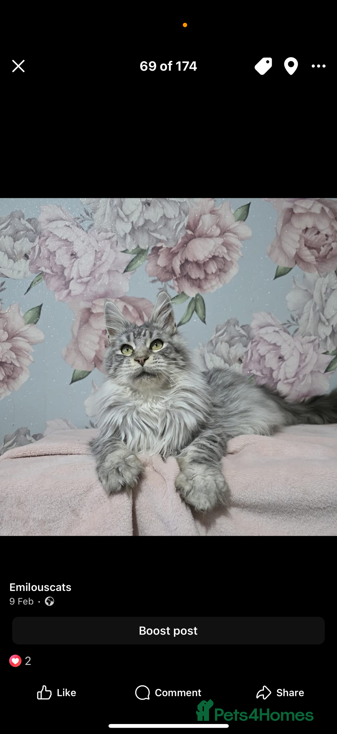 Maine Coon cats for sale: Rare opportunity imported stud  - Image 3