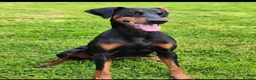 Dobermann dogs for sale: Beautiful Rotterman pups Doberman X Rottweiler - Advert 9