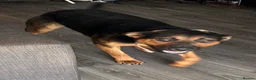 Mixed Breed dogs for sale: Loving 1-Year-Old Shepweiler Female  - Advert 3