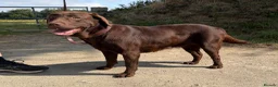 Labrador Retriever dogs for sale: Quality KC Reg Chocolate Labrador Retriever Adult - Advert 4
