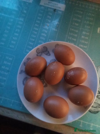 Chickens poultry - Advert 16