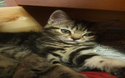 Mixed Breed cats for sale: Playful Tabby Kittens 😸  - Advert 6