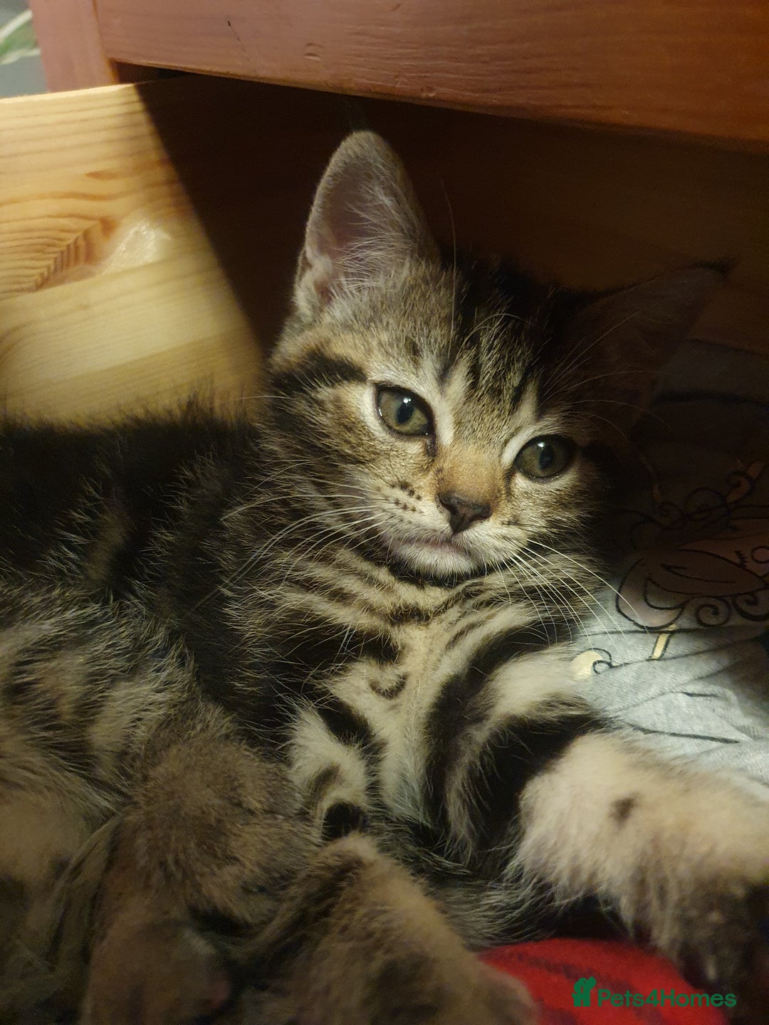 Mixed Breed cats for sale: Playful Tabby Kittens 😸  - Advert 6