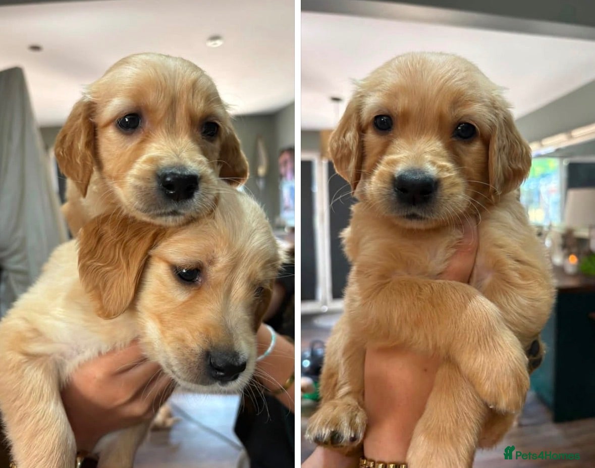 Golden Retriever dogs Stunning KC registered golden retrievers - Advert 1