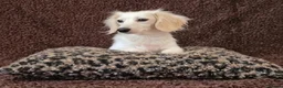 Miniature Dachshund dogs for sale: Rare Cream Longcoat Miniature Dachshund Puppies  - Advert 13