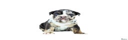English Bulldog dogs for sale: Unreal English bull dogs  - Advert 17