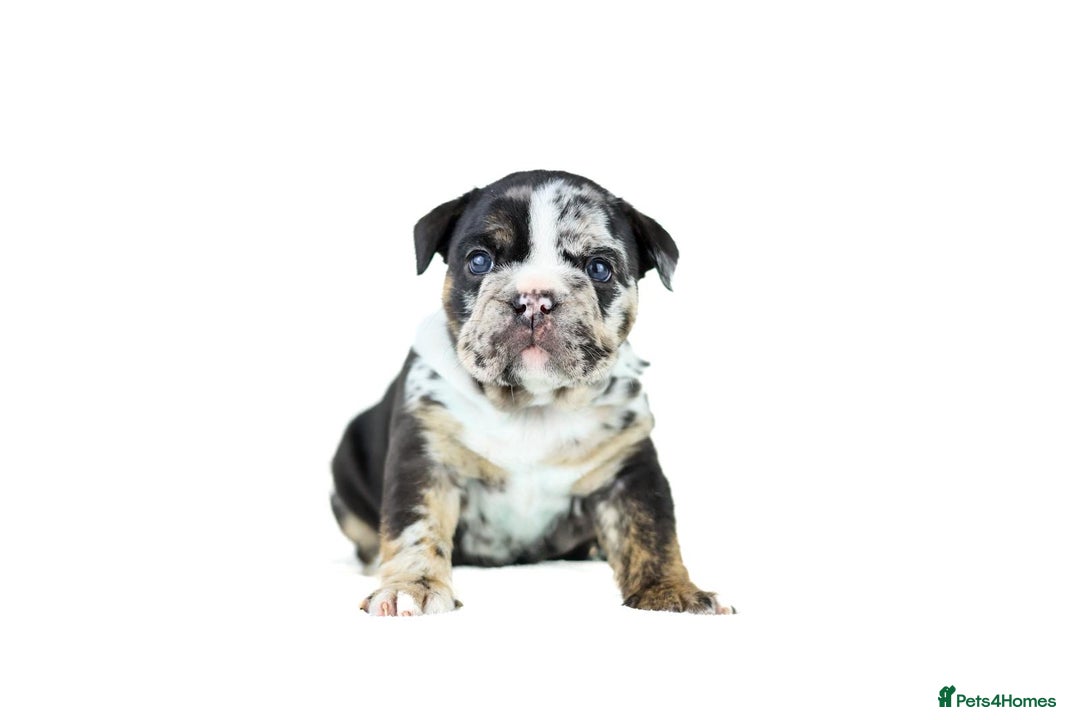 English Bulldog dogs for sale: Unreal English bull dogs  - Advert 17