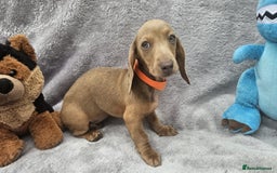 Dachshund dogs for sale: Brilliant Miniature Dachshund Puppies  - Image 8