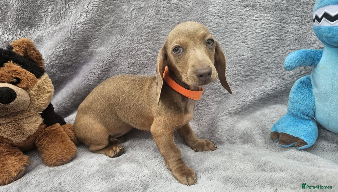 Dachshund dogs for sale: Brilliant Miniature Dachshund Puppies  - Image 8