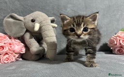 Mixed Breed cats for sale: Ragdoll mixed kittens Grey. Tabby. Speckled. Black - Advert 13