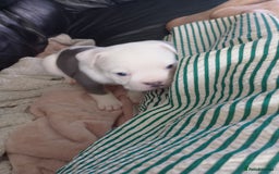 Mixed Breed dogs for sale: Beautiful Big Old Thyme bulldog x Staffy Pups  - Image 9