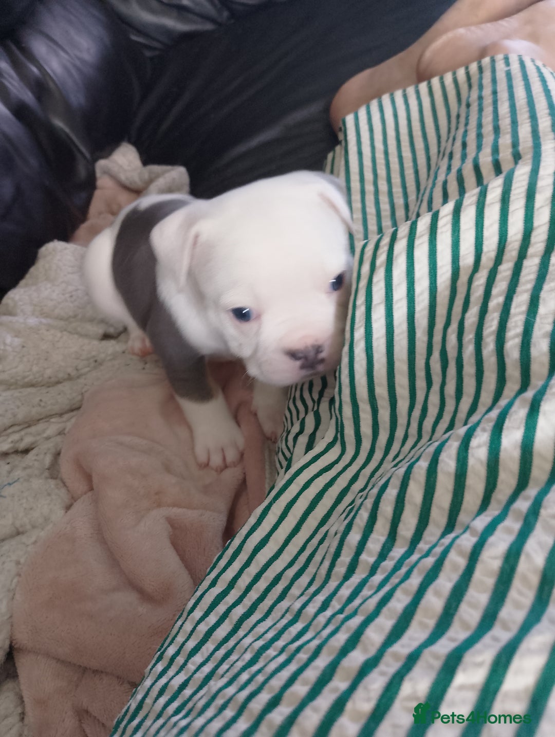 Mixed Breed dogs for sale: Beautiful Big Old Thyme bulldog x Staffy Pups  - Image 9