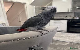 Parrots birds for sale: Hand reared African grey parrot female - Advert 4