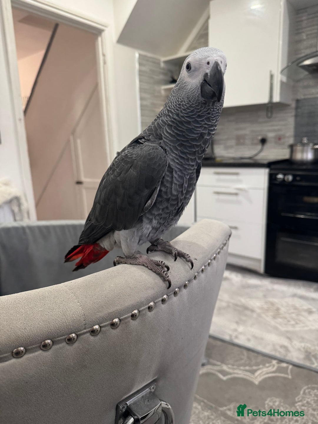 Parrots birds for sale: Hand reared African grey parrot female - Advert 4