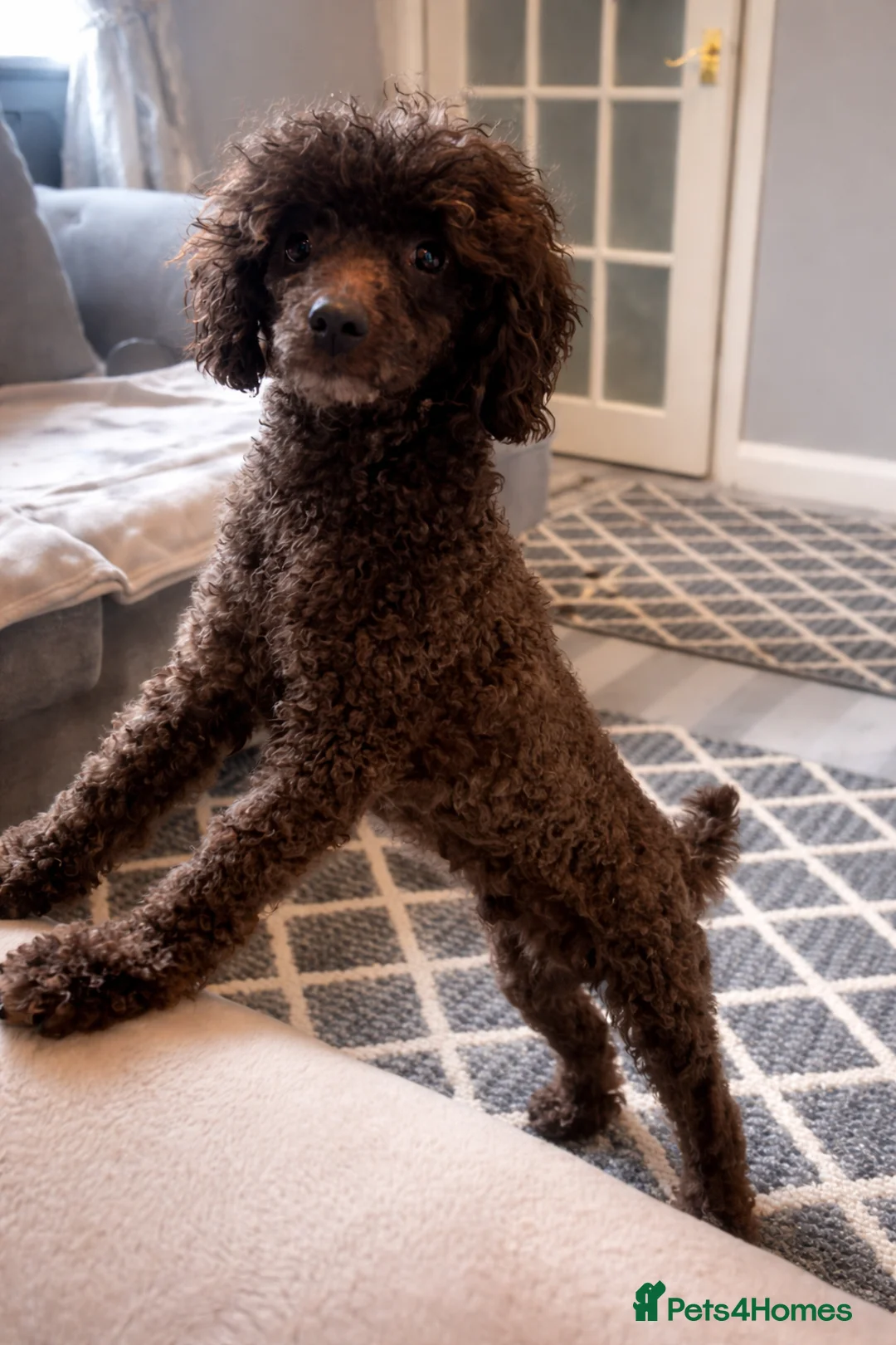 Toy Poodle dogs for stud: Beautiful toy poodle stud - Advert 4