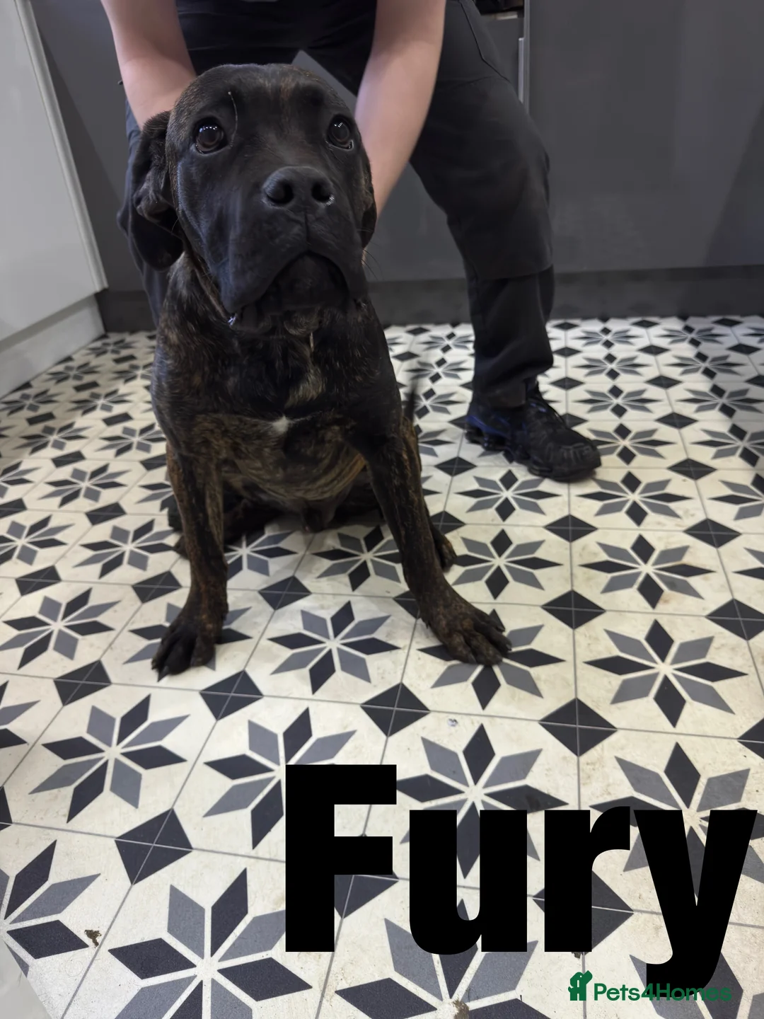 Cane Corso dogs for sale: Cane corso puppies ready for there forever home  in Nelson - Advert 13