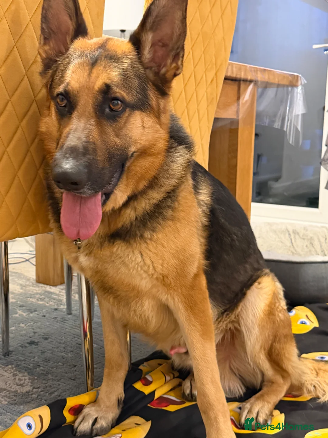 German Shepherd dogs for sale: German Shepherd  in Rotherham - Advert 2