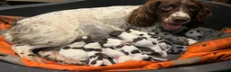 English Springer Spaniel dogs for sale: Working springer spaniels  - Advert 1