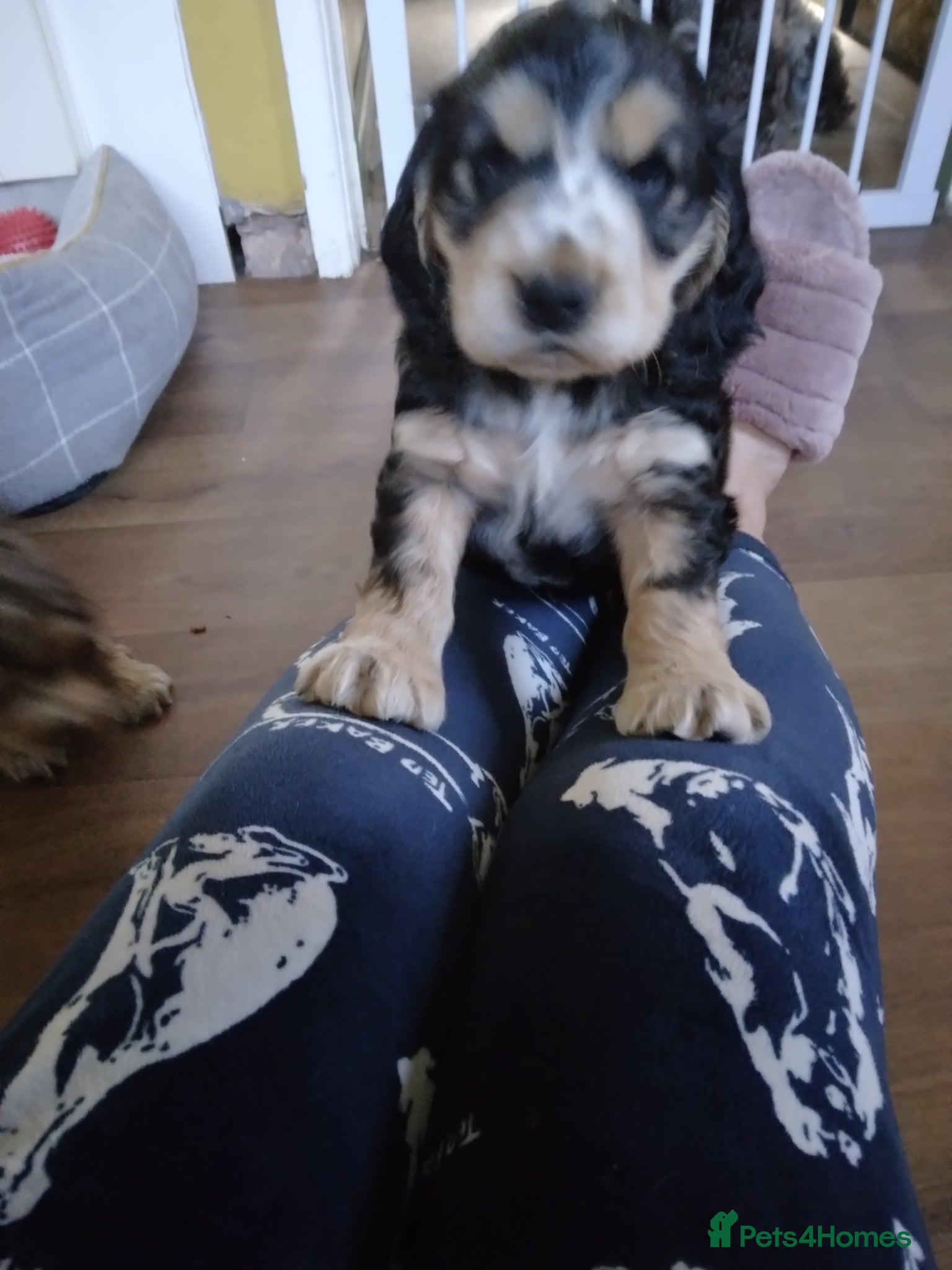 Cocker Spaniel dogs show type cocker spaniels - Advert 10