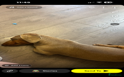 Miniature Dachshund dogs for sale: Miniature dachshund for sale!!!  - Image 3