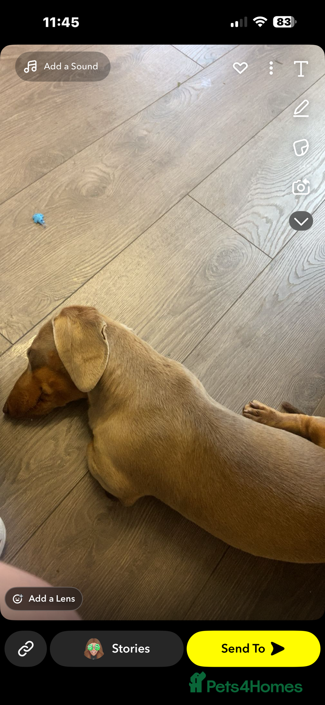 Miniature Dachshund dogs for sale: Miniature dachshund for sale!!!  - Image 3