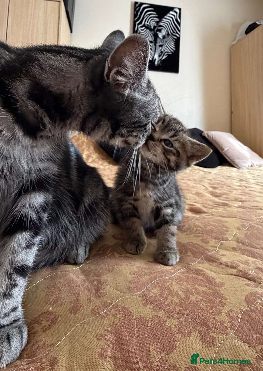 British Shorthair cats for sale: Mixed breed  - Advert 2