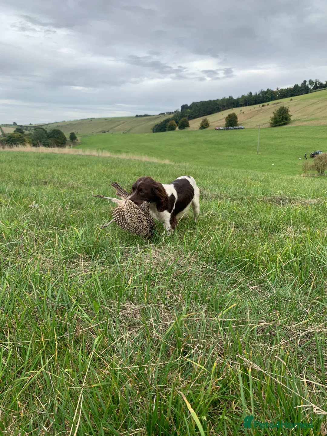 English Springer Spaniel dogs for stud: KC reg studhealth tested English Springer Spaniel  in Malton - Advert 6
