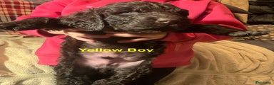 Irish Water Spaniel Puppy 4 Yellow Boy