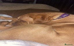 Dogue De Bordeaux dogs for sale: Dougue de bordeaux - Image 3