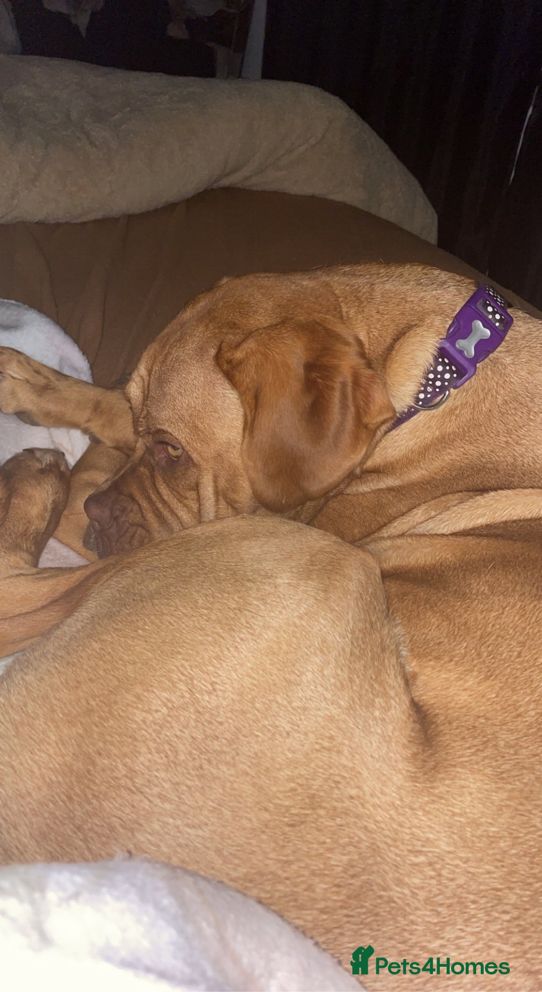 Dogue De Bordeaux dogs for sale: Dougue de bordeaux - Image 3