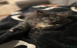 Domestic Shorthair cats for sale: Kitten available now - Image 9