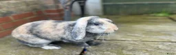 Mini Lop rabbits for sale: Belle and Fudge in Goole - Advert 9