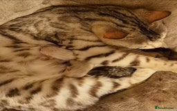 Bengal cats for sale: BENGAL X BRITISH SHORT HAIR - Image 5
