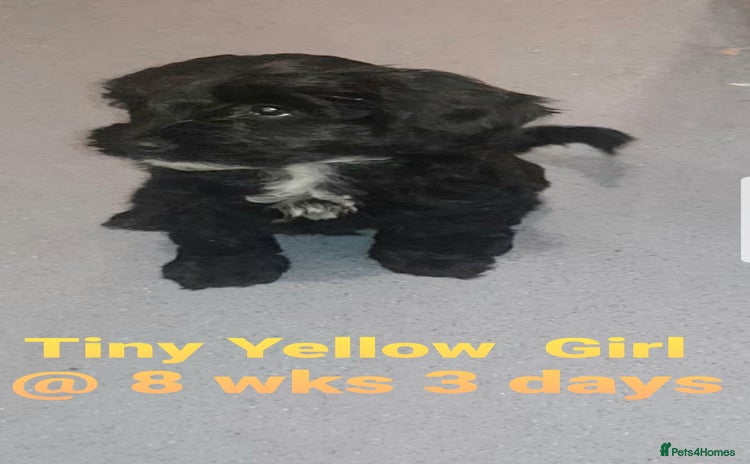 Sproodle dogs Toy Sproodle Puppies, Fabulous litter F1B - Advert 9