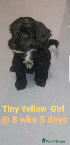 Sproodle dogs Toy Sproodle Puppies, Fabulous litter F1B - Advert 9