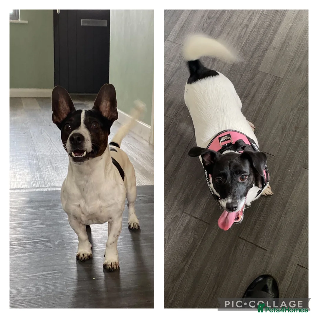 Jack Russell dogs for sale: Stunning short legged Jack Russells - Advert 2