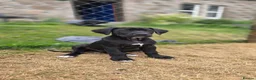 Mixed Breed dogs for sale: 2 female Daniff Puppies READY NOW - Advert 2
