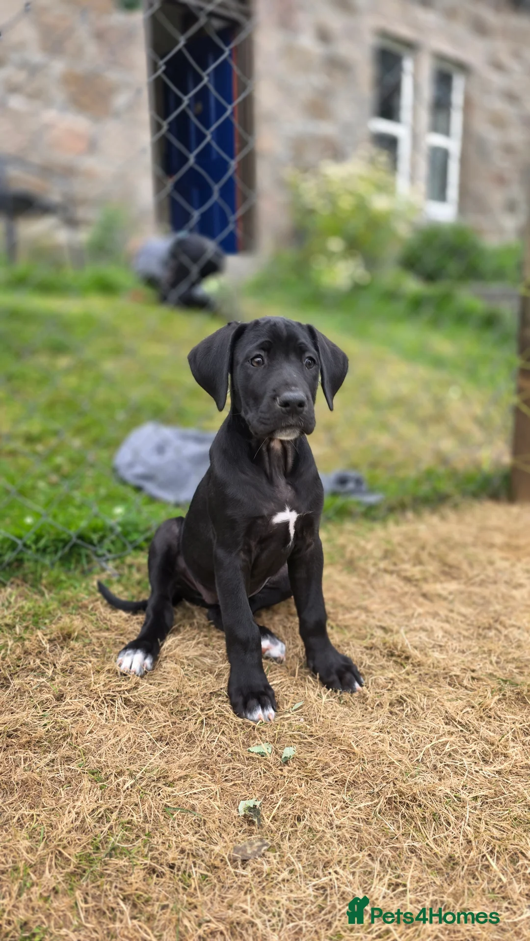 Mixed Breed dogs for sale: 2 female Daniff Puppies READY NOW - Advert 2